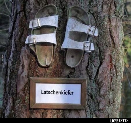 Latscheinkiefer.. - Lustige Bilder | DEBESTE.de