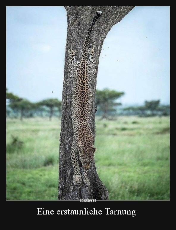 Eine erstaunliche Tarnung..