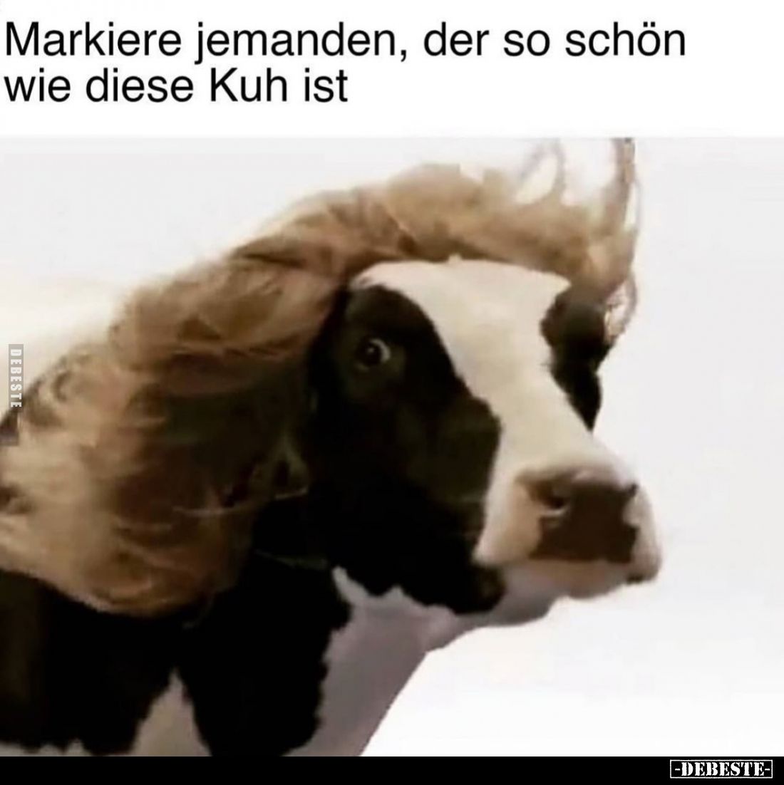 Markiere jemanden, der so schön wie diese Kuh ist.