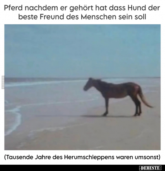 Pferd nachdem er gehört hat dass Hund.. - Lustige Bilder | DEBESTE.de