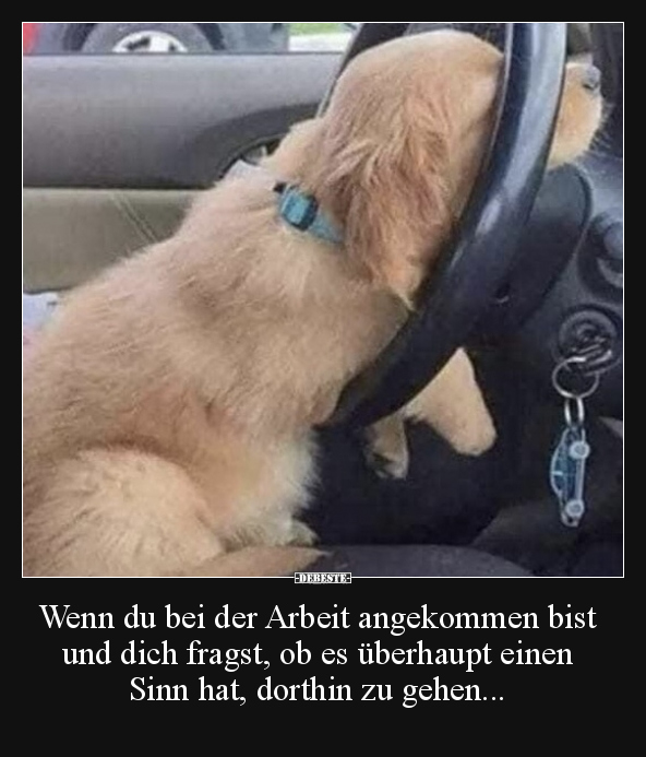 Hunde, Arbeit