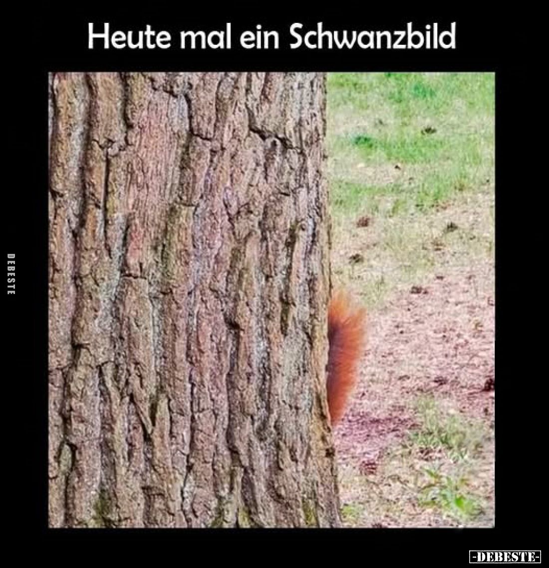 Heute mal ein Schwanzbild
