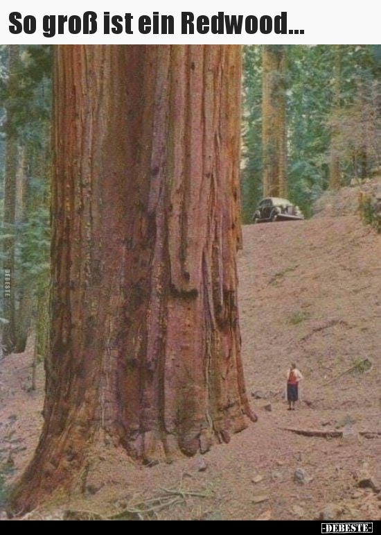 So groß ist ein Redwood.