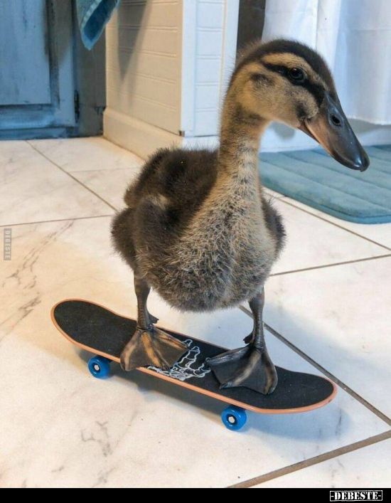  - Lustige Bilder | DEBESTE.de