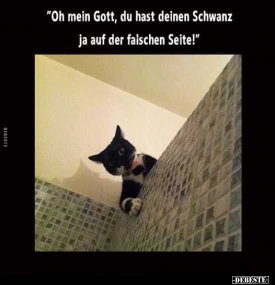 "Oh mein Gott, du hast deinen Sch*wanz ja auf der falschen.." - Lustige Bilder | DEBESTE.de