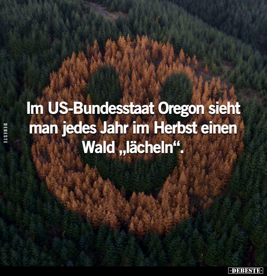 Im US-Bundesstaat Oregon sieht man jedes Jahr im Herbst einen Wald "lächeln".