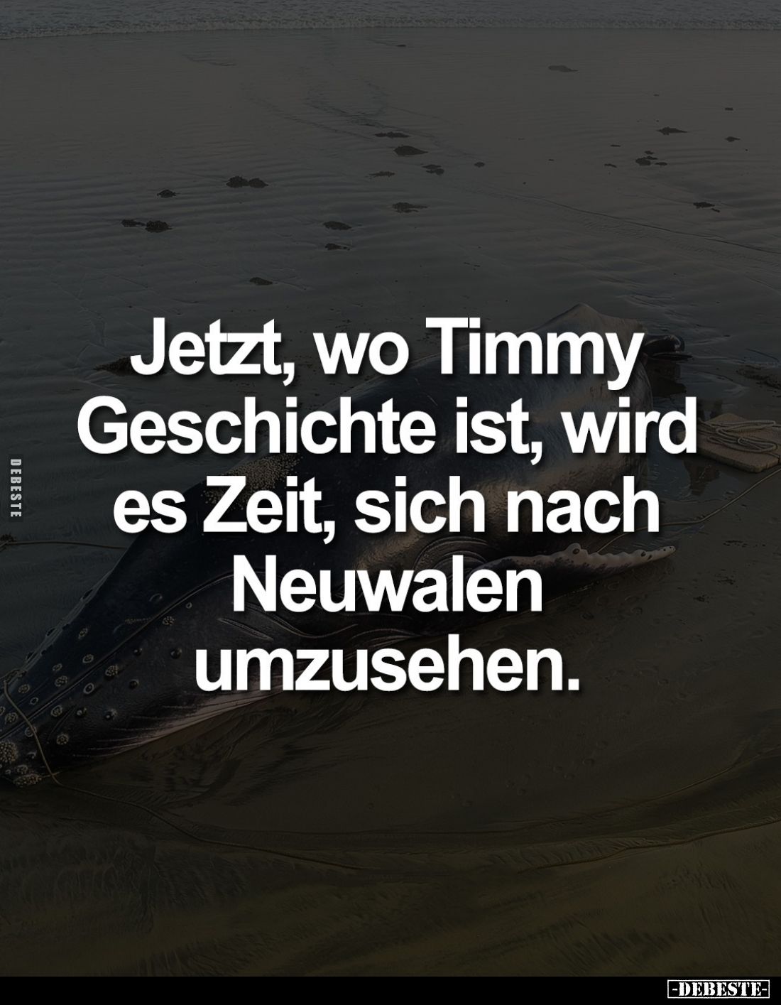 Jetzt, wo Timmy Geschichte ist, wird es Zeit, sich nach Neuwalen umzusehen.