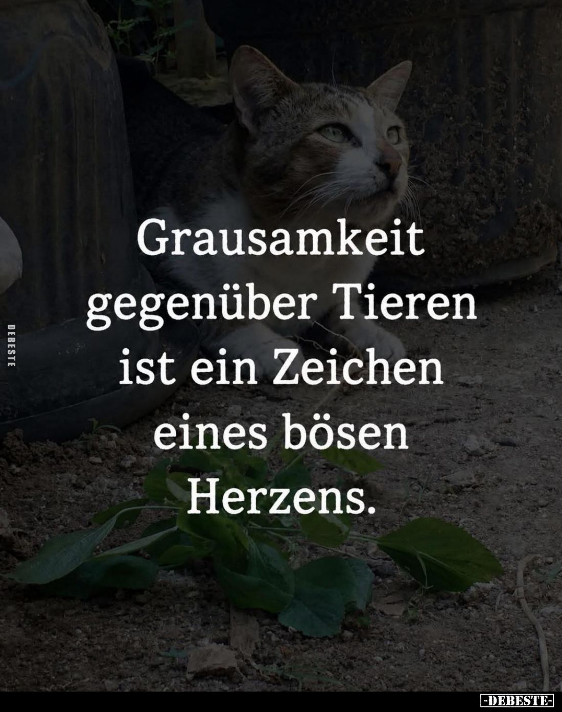 Grausamkeit gegenüber Tieren ist ein Zeichen eines bösen Herzens.