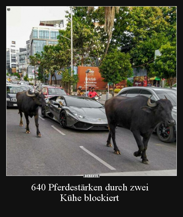 640 Pferdestärken durch zwei Kühe blockiert.. - Lustige Bilder | DEBESTE.de