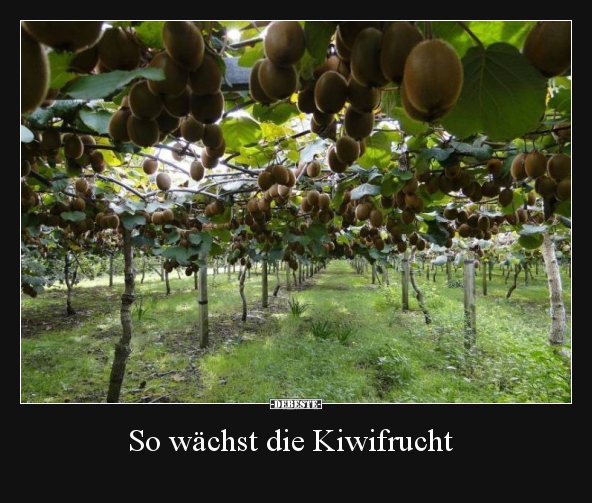 So wächst die Kiwifrucht.. - Lustige Bilder | DEBESTE.de