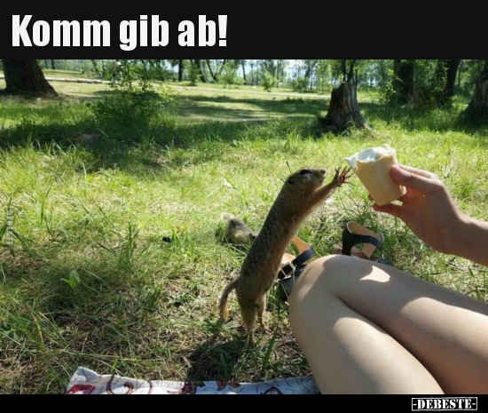 Komm gib ab!..