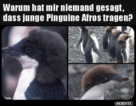 Warum hat mir niemand gesagt, dass junge Pinguine Afros.. - Lustige Bilder | DEBESTE.de