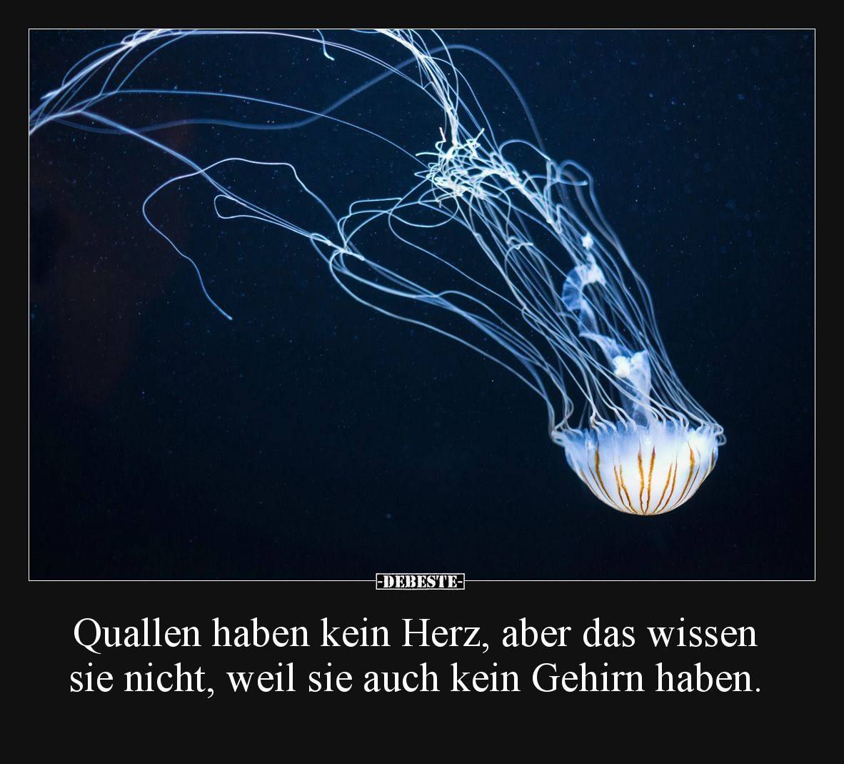Quallen haben kein Herz, aber das wissen sie nicht, weil sie auch kein Gehirn haben.