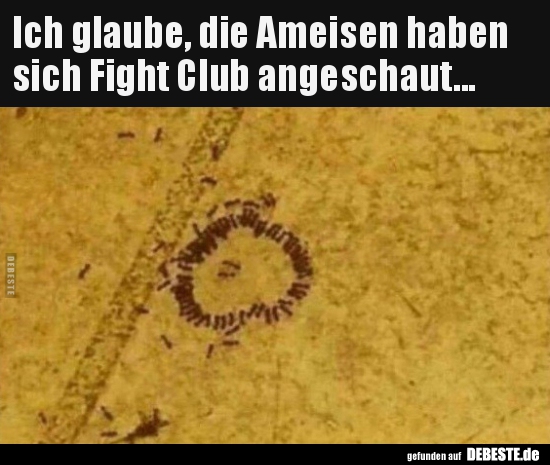Ich glaube, die Ameisen haben sich Fight Club.. - Lustige Bilder | DEBESTE.de