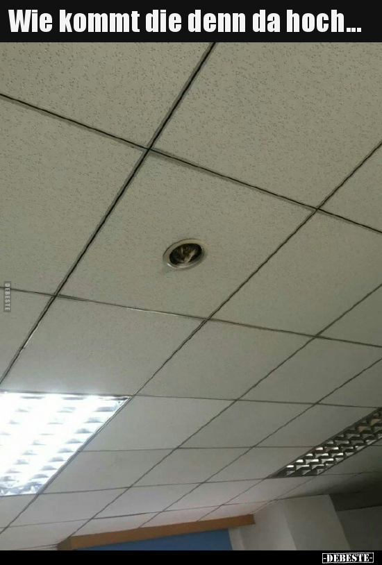Wie kommt die denn da hoch...