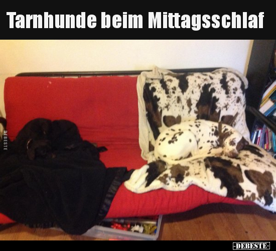 Tarnhunde beim Mittagsschlaf.. - Lustige Bilder | DEBESTE.de