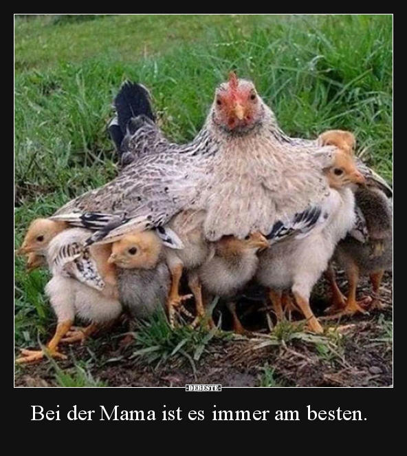 Bei der Mama ist es immer am besten... - Lustige Bilder | DEBESTE.de