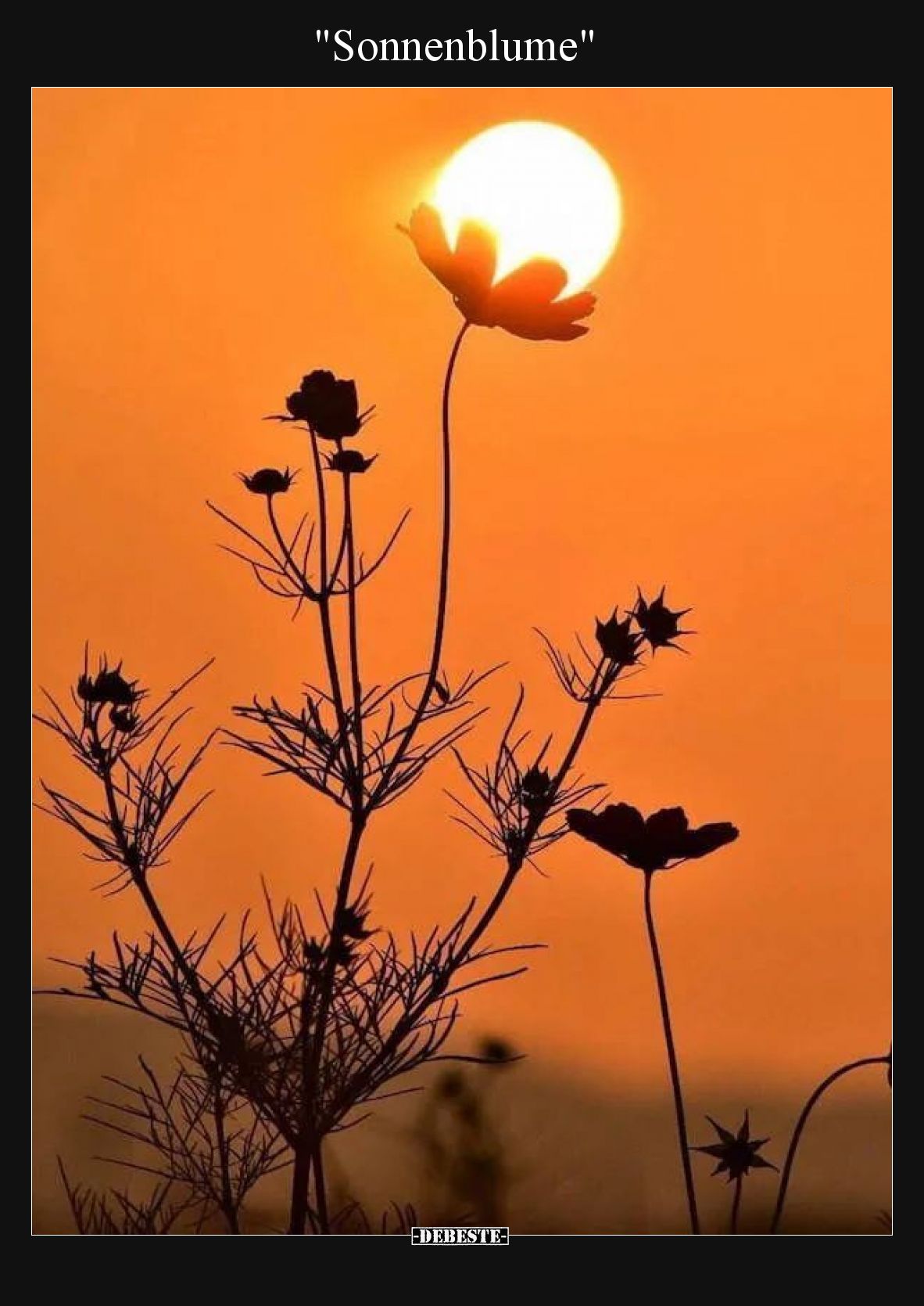 Sonnenblume