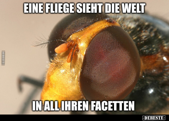 Eine Fliege sieht die Welt in all ihren Facetten... - Lustige Bilder | DEBESTE.de