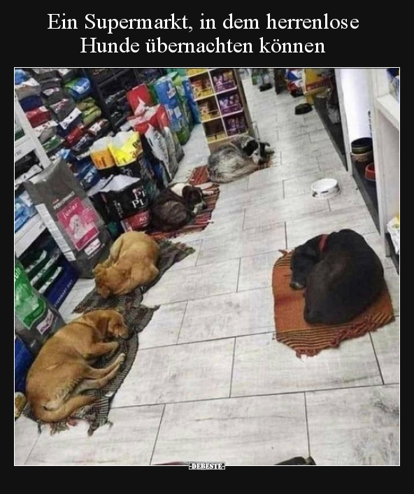Ein Supermarkt, in dem herrenlose Hunde übernachten.. - Lustige Bilder | DEBESTE.de