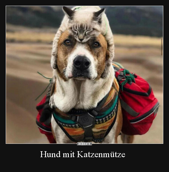 Hund mit Katzenmütze.. - Lustige Bilder | DEBESTE.de