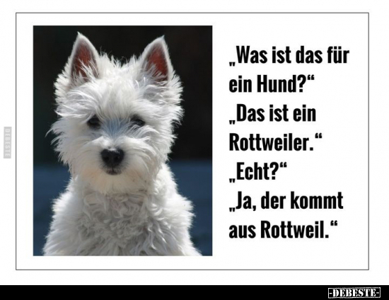"Was ist das für ein Hund?".. - Lustige Bilder | DEBESTE.de