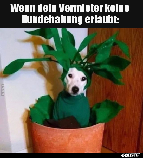 Wenn dein Vermieter keine Hundehaltung erlaubt.. - Lustige Bilder | DEBESTE.de