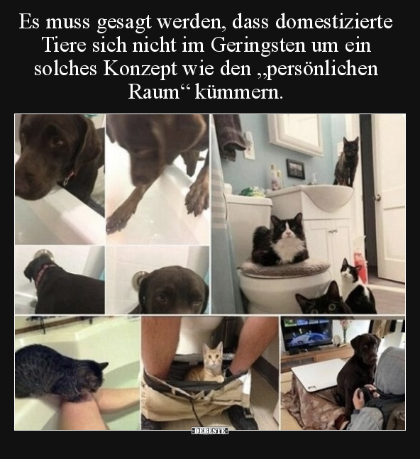 Es muss gesagt werden, dass domestizierte Tiere sich nicht.. - Lustige Bilder | DEBESTE.de
