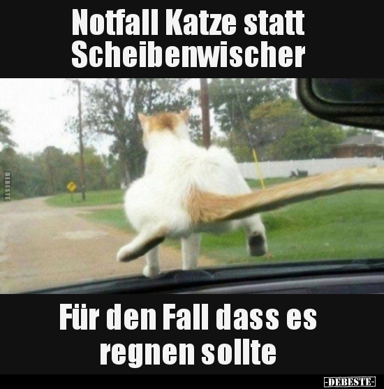 Notfall Katze statt Scheibenwischer..
