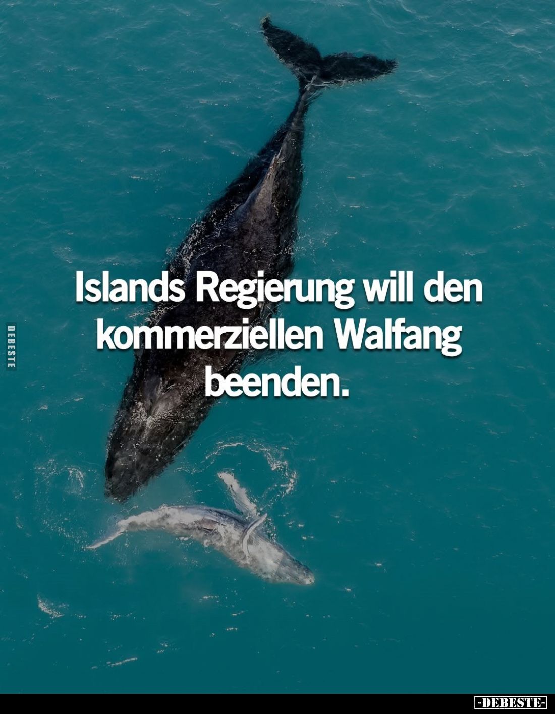 Islands Regierung will den kommerziellen Walfang.. - Lustige Bilder | DEBESTE.de