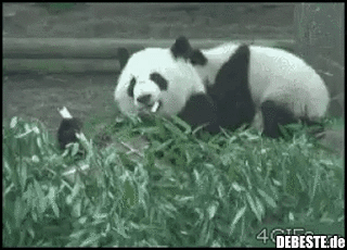 Judo Panda.. - Lustige Bilder | DEBESTE.de