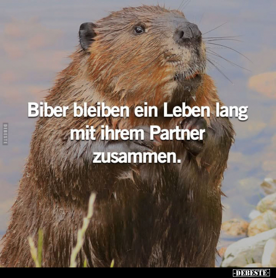 Biber bleiben ein Leben lang mit ihrem Partner zusammen.. - Lustige Bilder | DEBESTE.de