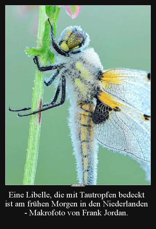 Eine Libelle, die mit Tautropfen bedeckt ist am frühen..