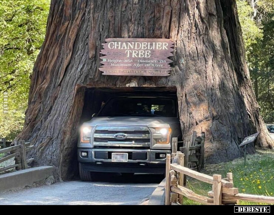 CHANDELIER TREE