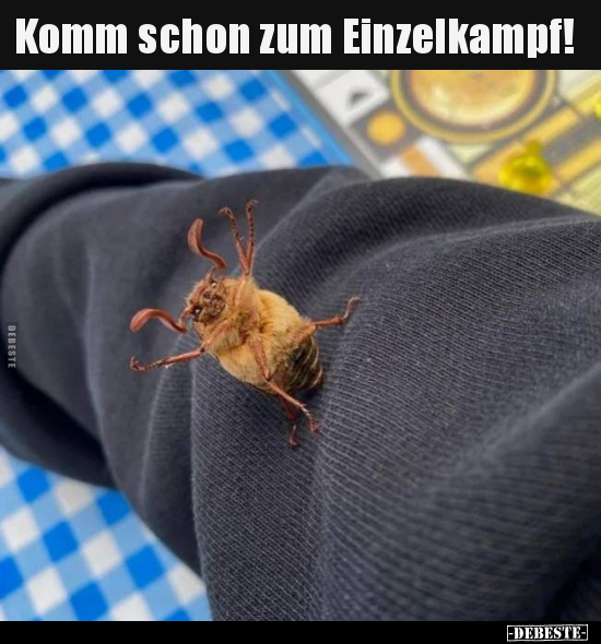 Komm schon zum Einzelkampf!..