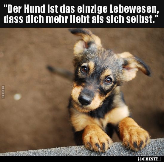 "Der Hund ist das einzige Lebewesen, dass dich mehr liebt.." - Lustige Bilder | DEBESTE.de