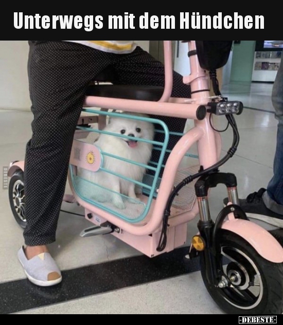 Unterwegs mit dem Hündchen.. - Lustige Bilder | DEBESTE.de