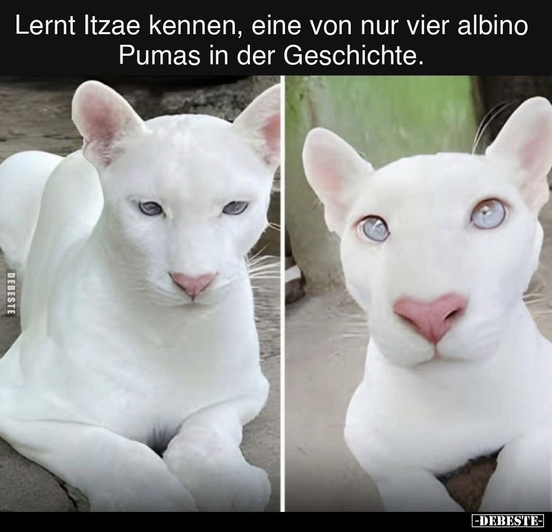 Lernt Itzae kennen, eine von nur vier albino Pumas in der Geschichte.
