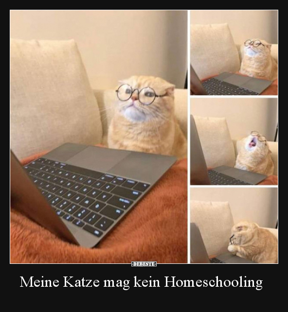 Meine Katze mag kein Homeschooling.. - Lustige Bilder | DEBESTE.de