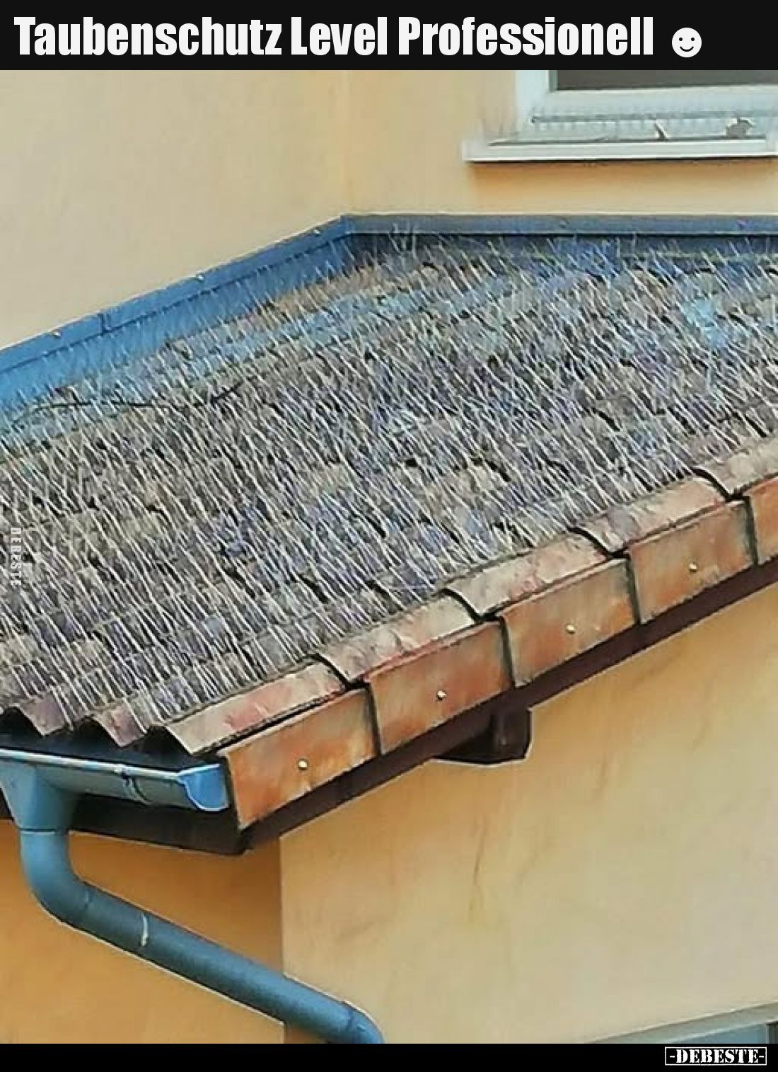 Taubenschutz Level Professionell.