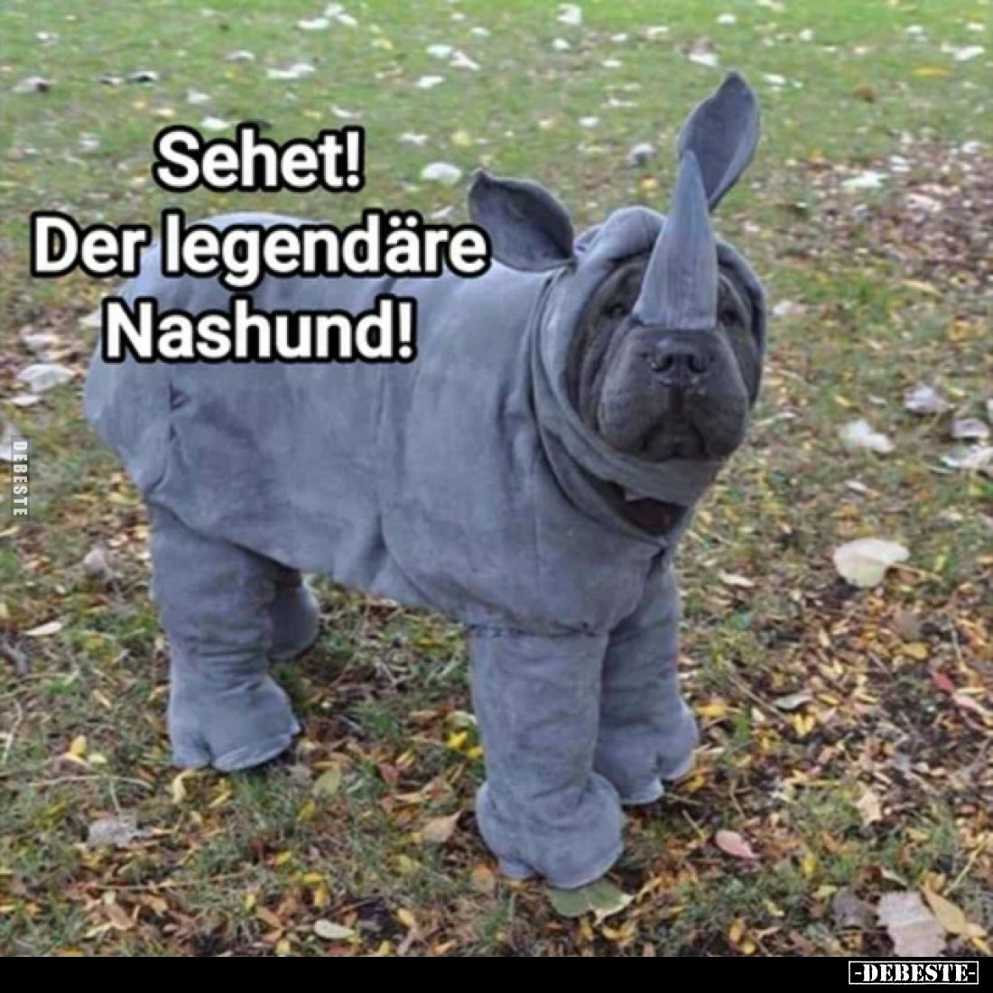 Sehet! Der legendäre Nashund!