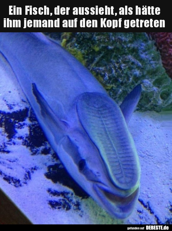 Ein Fisch, der aussieht, als hätte ihm jemand auf den Kopf..