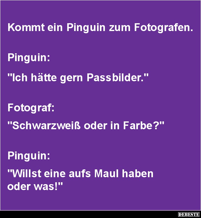 Kommt ein Pinguin zum Fotografen - Lustige Bilder | DEBESTE.de