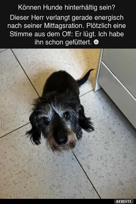 Können Hunde hinterhältig sein?.. - Lustige Bilder | DEBESTE.de