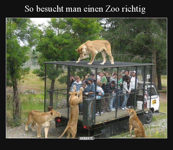 So besucht man einen Zoo richtig.. - Lustige Bilder | DEBESTE.de