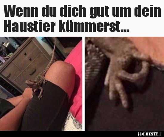 Wenn du dich gut um dein Haustier kümmerst...