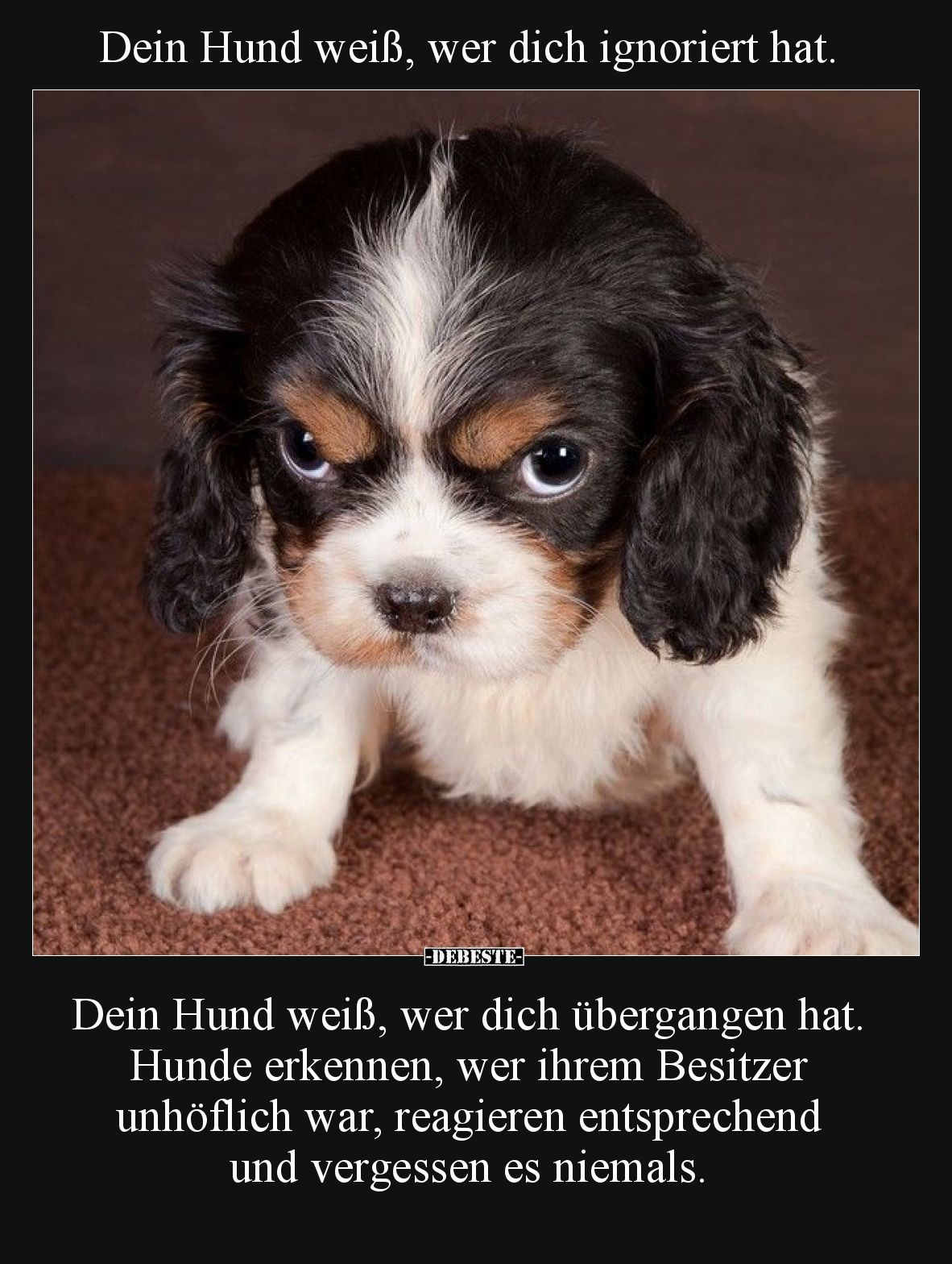 Dein Hund weiß, wer dich ignoriert hat.

Dein Hund weiß, wer dich übergangen hat. Hunde erkennen, wer ihrem Besitzer unhöfl...