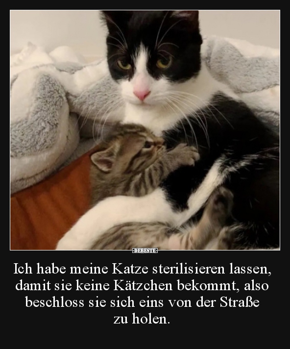 Ich habe meine Katze sterilisieren lassen, damit sie keine..