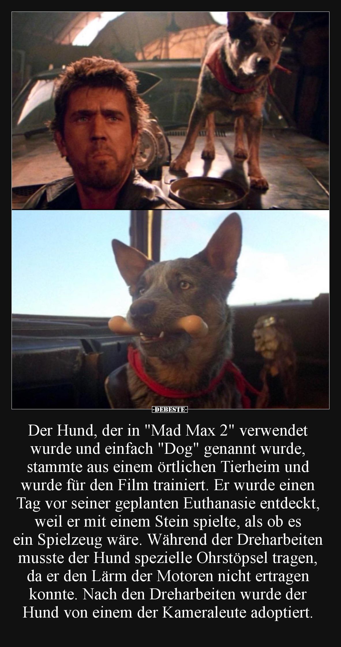 Der Hund, der in "Mad Max 2" verwendet wurde und einfach "Dog" genannt wurde, stammte aus einem örtlichen...