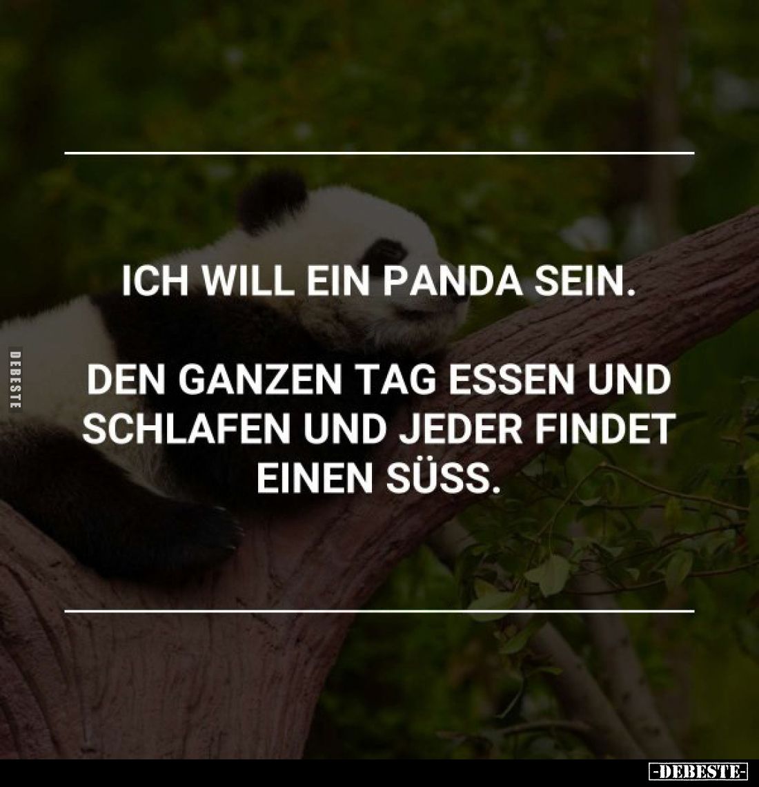 Ich will ein Panda sein. Den ganzen Tag essen und schlafen und jeder findet einen süss.